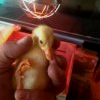 "First" Canard coureur indien...