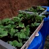 Semis de courges...