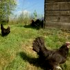 Nos poulettes... 