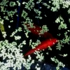 Poissons rouges...